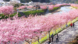 河津桜まつり