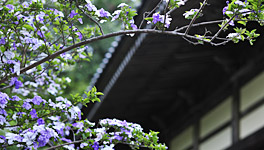 下田香りの花まつり